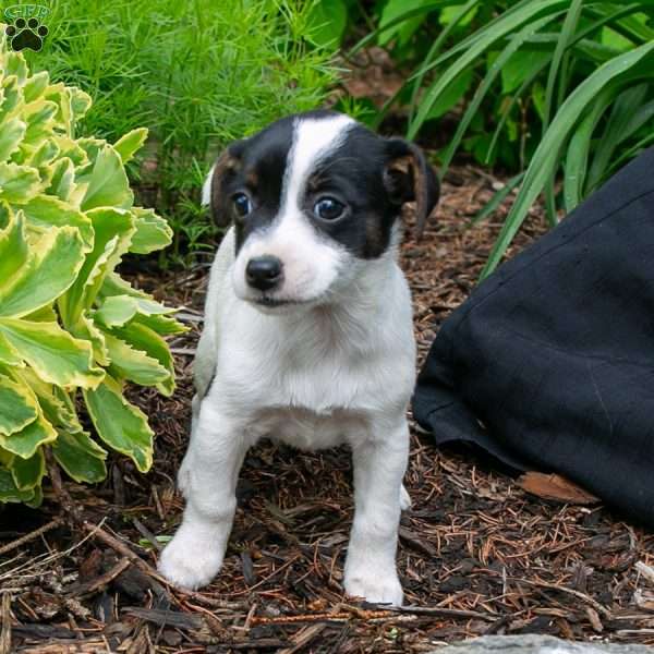 Poinsetta, Jack-A-Ranian Puppy